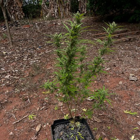 ZamBR Vibes #1 (Little White) growlog timeline photo