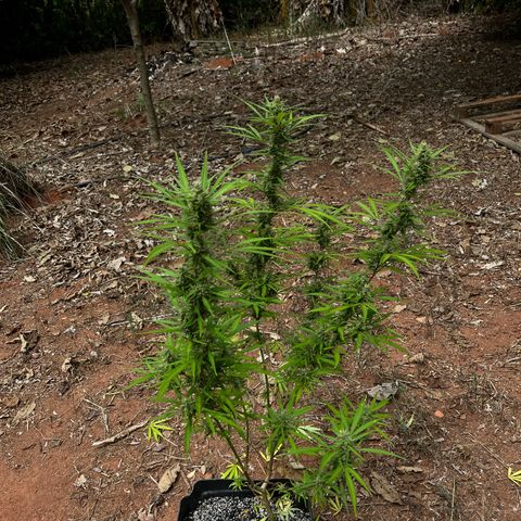 ZamBR Vibes #1 (Little White) growlog timeline photo