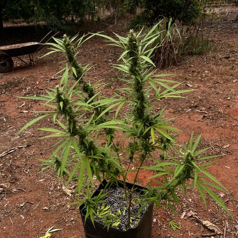 ZamBR Vibes #1 (Little White) growlog timeline photo
