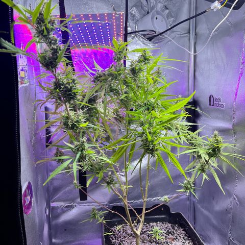 ZamBR Vibes #1 (Little White) growlog photo: Voltando para indoor. Maximizando a luz 