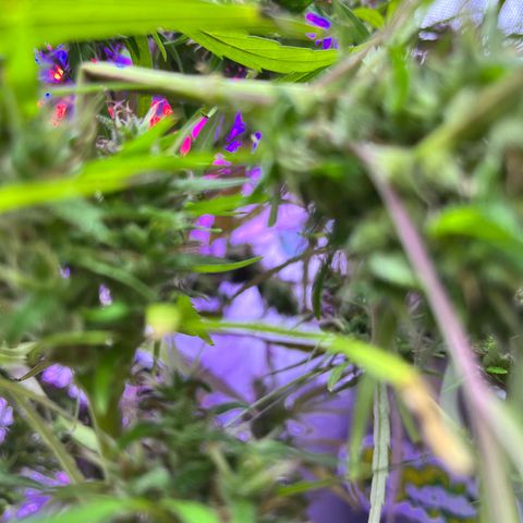 ZamBR Vibes #1 (Little White) growlog photo: Pesado 