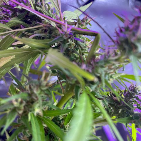 ZamBR Vibes #1 (Little White) growlog photo: Pesado 