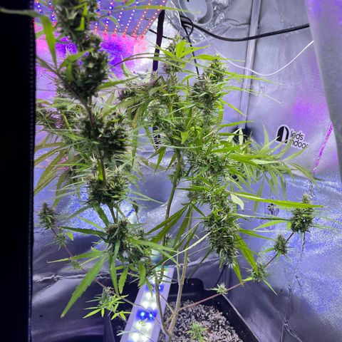 ZamBR Vibes #1 (Little White) growlog photo: Pesado 