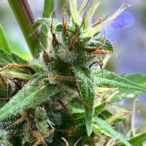 ZamBR Vibes #1 (Little White) growlog timeline photo