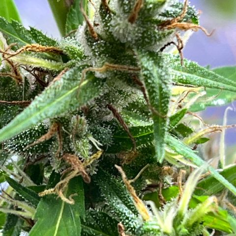 ZamBR Vibes #1 (Little White) growlog timeline photo