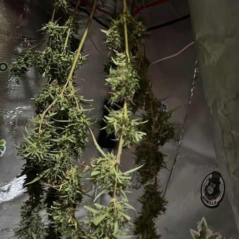 ZamBR Vibes #1 (Little White) growlog photo: Retirada das folhas maiores e secando no próprio grow.