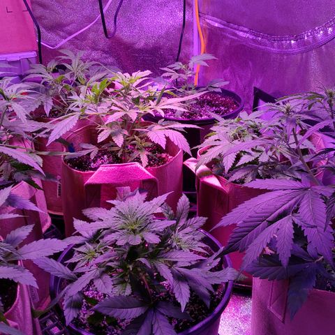PURPLE KUSH AUTO  growlog timeline photo