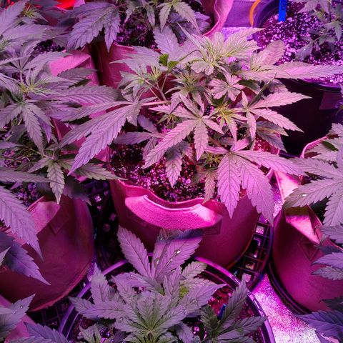 PURPLE KUSH AUTO  growlog timeline photo