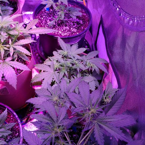 PURPLE KUSH AUTO  growlog timeline photo