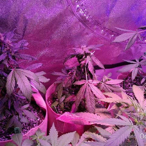 PURPLE KUSH AUTO  growlog timeline photo