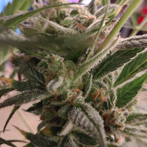 Lamb's Breath Auto growlog photo: These are the LBA AND BBA, harvested on Dec 16, 2019.