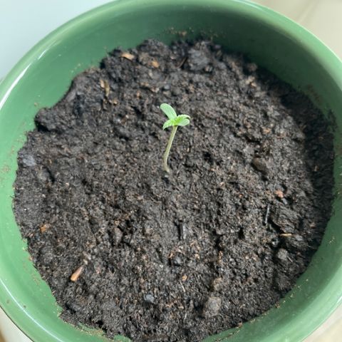 Auto Whiteberry growlog timeline photo