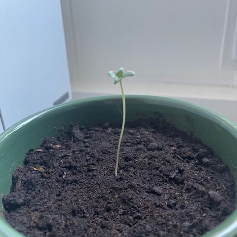 Auto Whiteberry growlog timeline photo