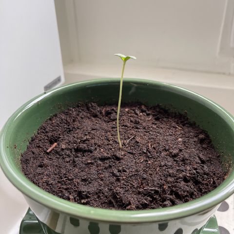Auto Whiteberry growlog timeline photo