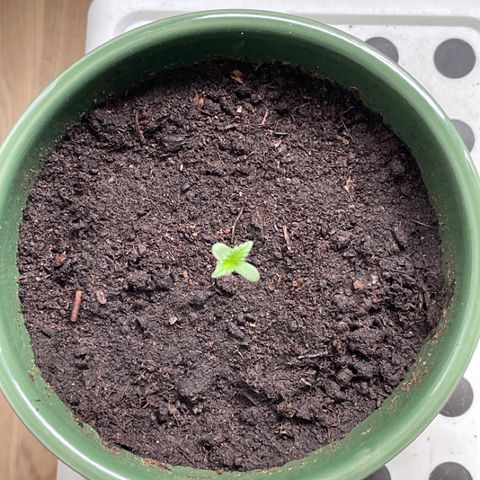 Auto Whiteberry growlog timeline photo