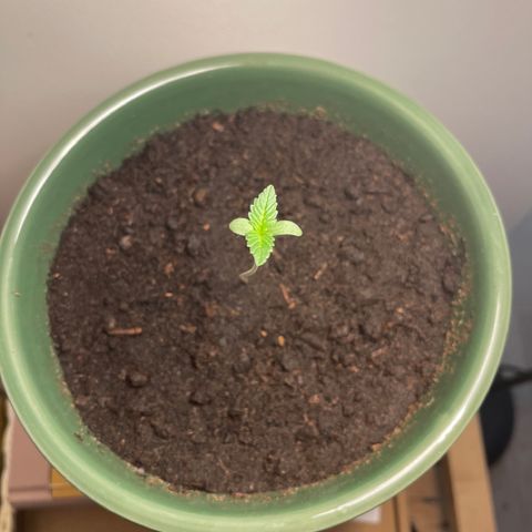 Auto Whiteberry growlog timeline photo