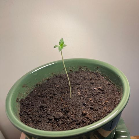 Auto Whiteberry growlog timeline photo