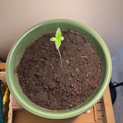 Auto Whiteberry growlog timeline photo