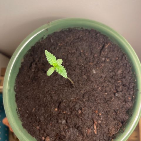 Auto Whiteberry growlog timeline photo