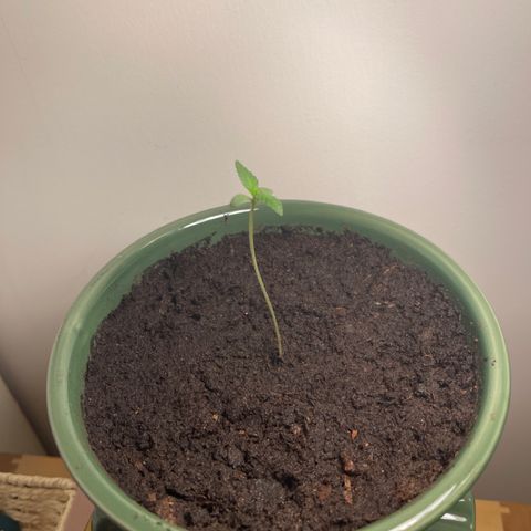 Auto Whiteberry growlog timeline photo