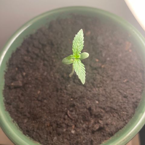 Auto Whiteberry growlog timeline photo