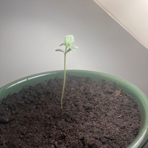 Auto Whiteberry growlog timeline photo