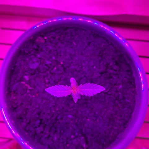 Auto Whiteberry growlog timeline photo