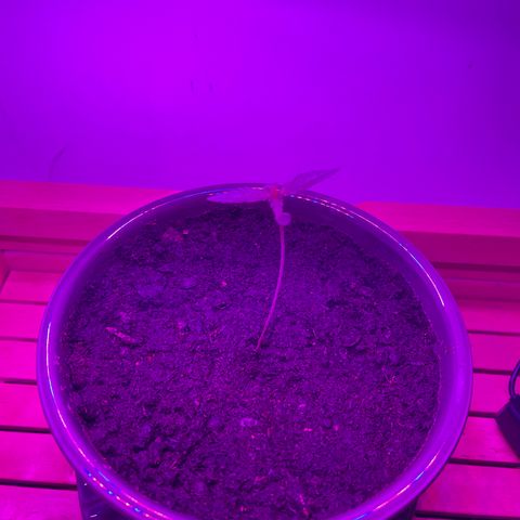Auto Whiteberry growlog timeline photo