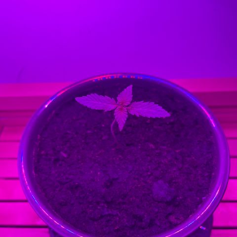 Auto Whiteberry growlog timeline photo