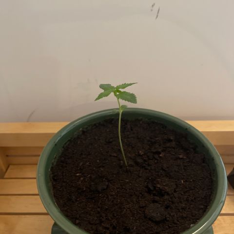 Auto Whiteberry growlog timeline photo