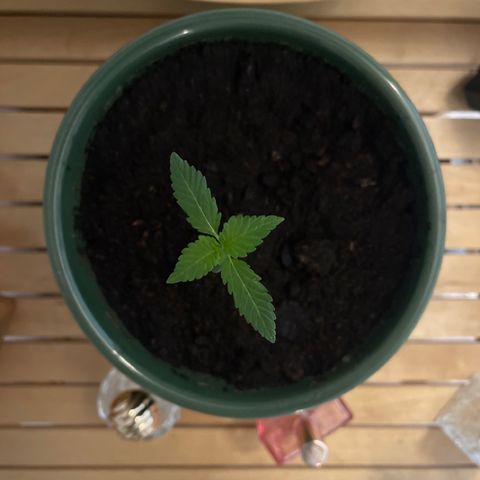 Auto Whiteberry growlog timeline photo
