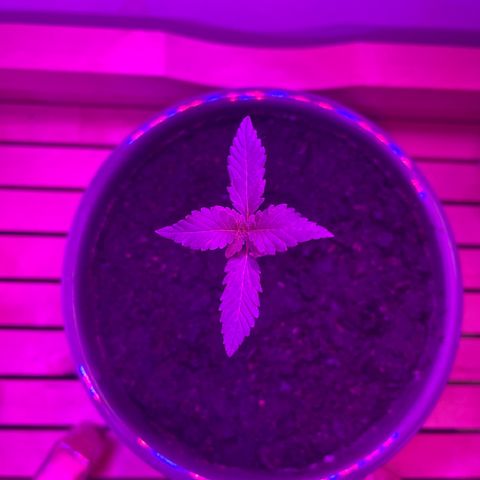 Auto Whiteberry growlog timeline photo