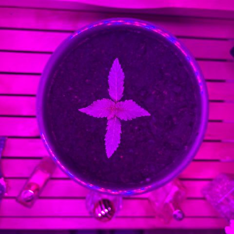 Auto Whiteberry growlog timeline photo