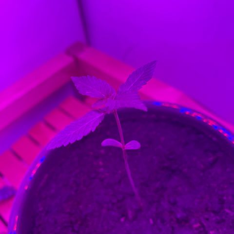 Auto Whiteberry growlog timeline photo