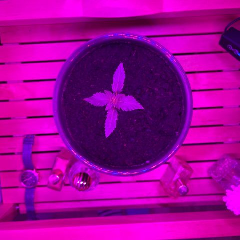 Auto Whiteberry growlog timeline photo