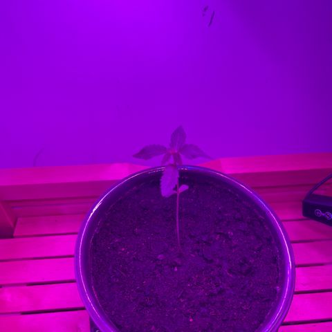 Auto Whiteberry growlog timeline photo