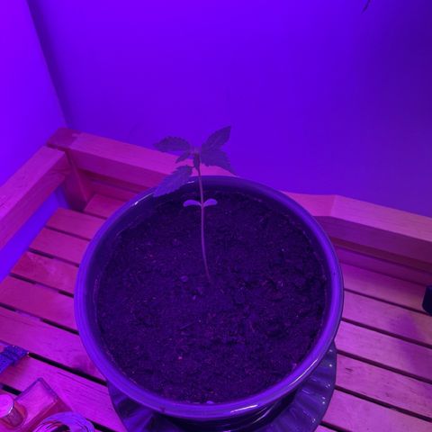 Auto Whiteberry growlog timeline photo