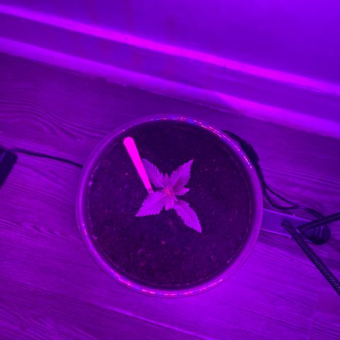 Auto Whiteberry growlog timeline photo