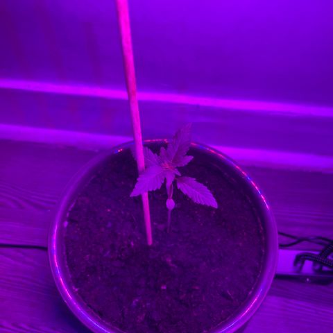 Auto Whiteberry growlog timeline photo