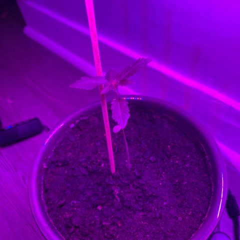Auto Whiteberry growlog timeline photo