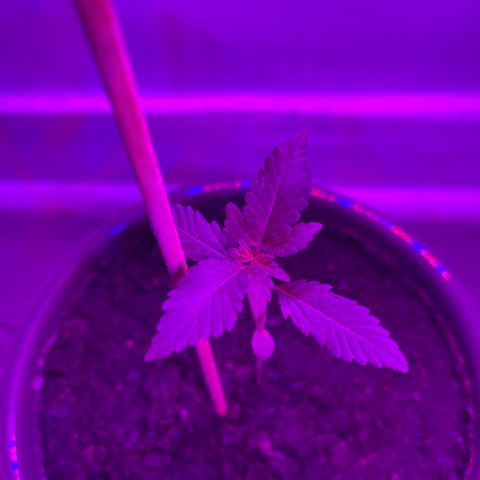 Auto Whiteberry growlog timeline photo