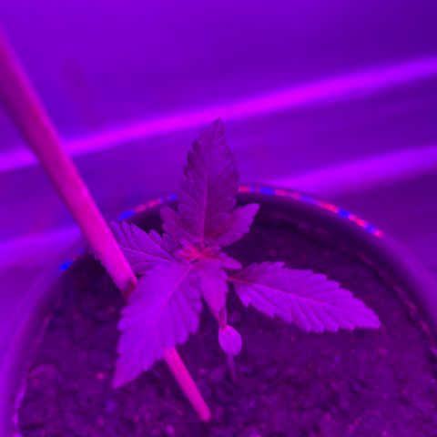 Auto Whiteberry growlog timeline photo