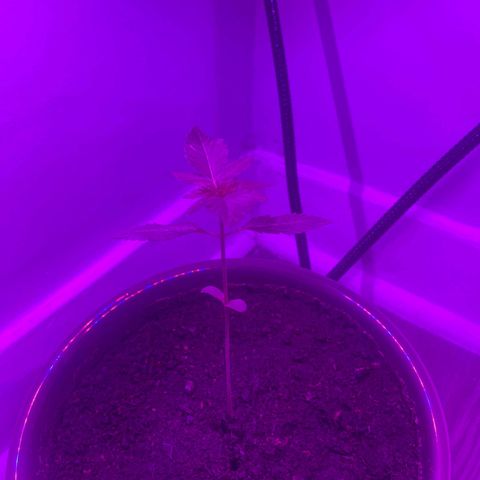 Auto Whiteberry growlog timeline photo