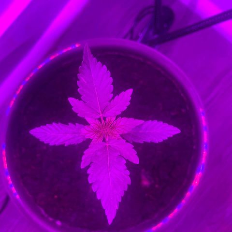 Auto Whiteberry growlog timeline photo
