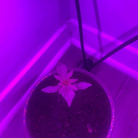 Auto Whiteberry growlog timeline photo