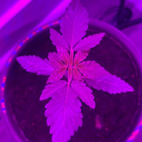 Auto Whiteberry growlog timeline photo