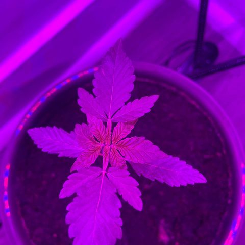Auto Whiteberry growlog timeline photo