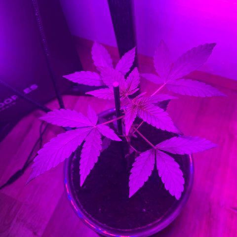 Auto Whiteberry growlog timeline photo