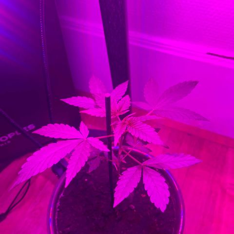 Auto Whiteberry growlog timeline photo
