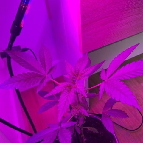 Auto Whiteberry growlog timeline photo